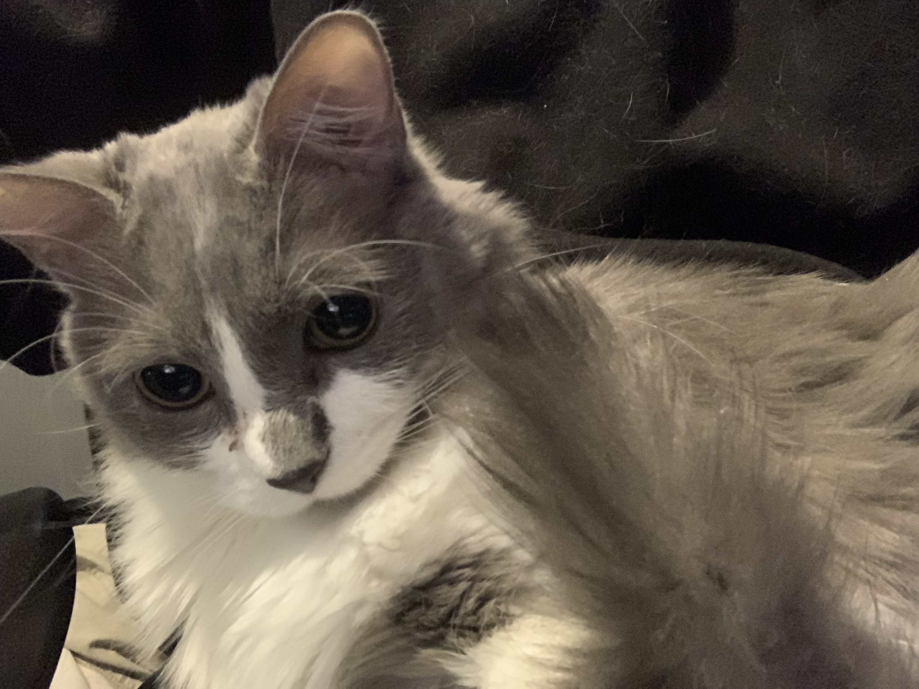 Fluffy Cat With Big Eyes